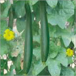 F1 Sponge Gourd Manvi 9