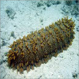 Sea Cucumber