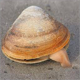 Common B1 Mollusk