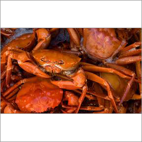 Atlantic Red Crab