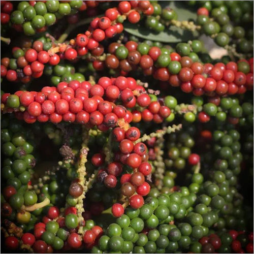 Fresh Black Pepper Grade: A