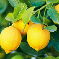 Fresh Lemon