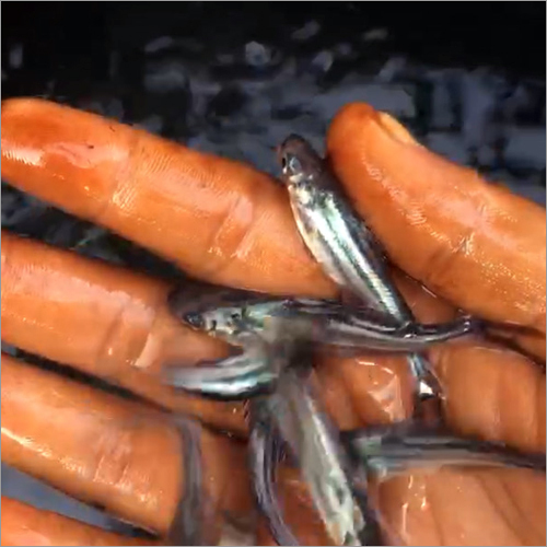 Pangasious Fish Seeds