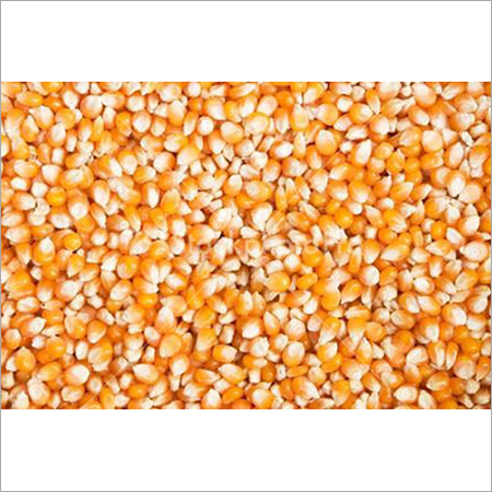 Maize Grain
