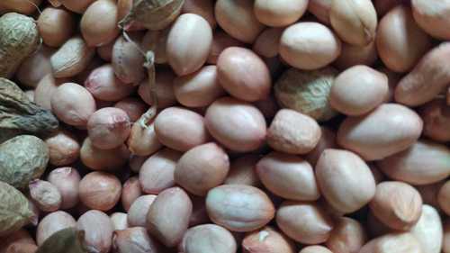Groundnuts Seeds