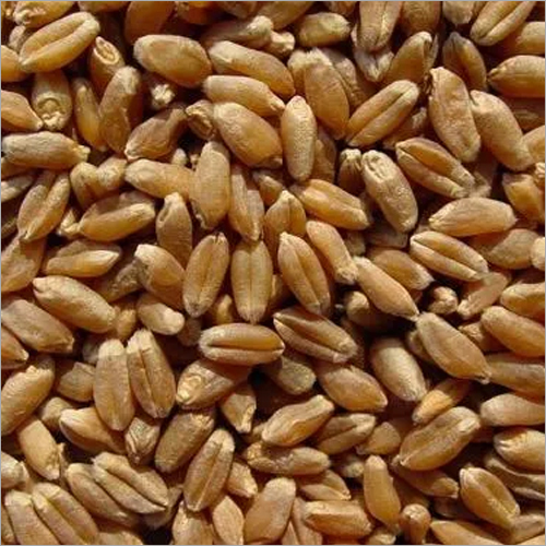 Whole Wheat