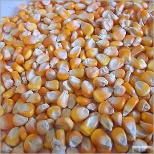 Yellow Maize