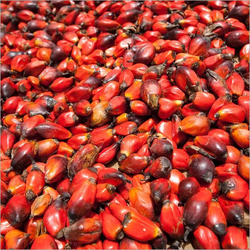 Palm Nut