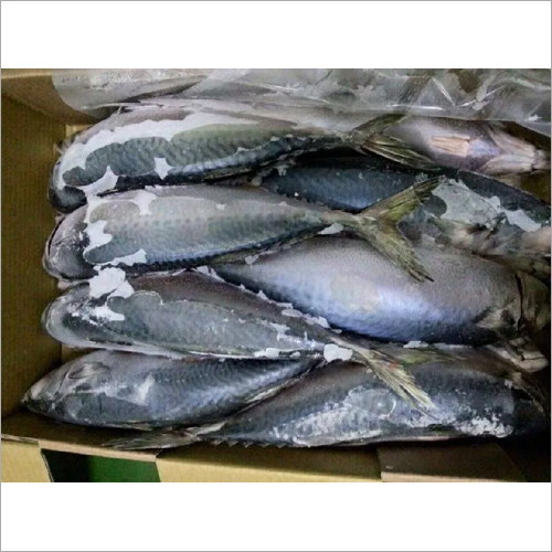 Mackerel Fish