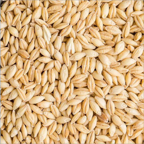 Barley Seeds By MGC GROUP INTERNATIONAL LTD