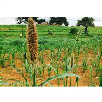 Agricultural Natural Base Oils