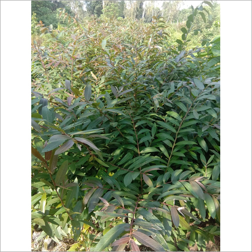 Arjuna Tree Plant