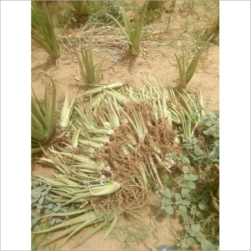 Alovera Plant