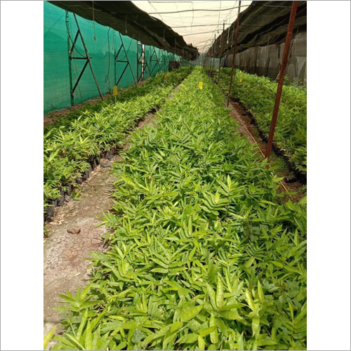 Greenhouse Bamboo Plant
