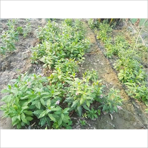Sarphagandha Plant