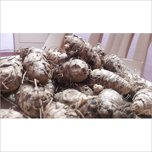 Black Turmeric