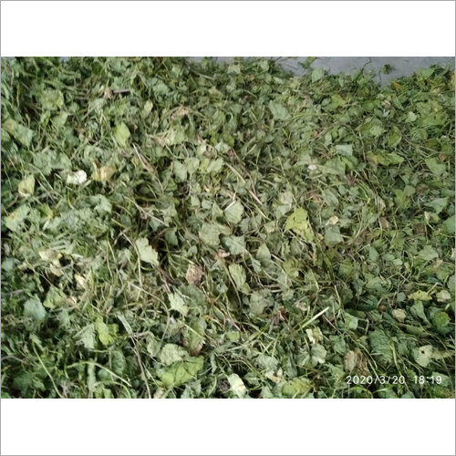 Bacopa Brahmi