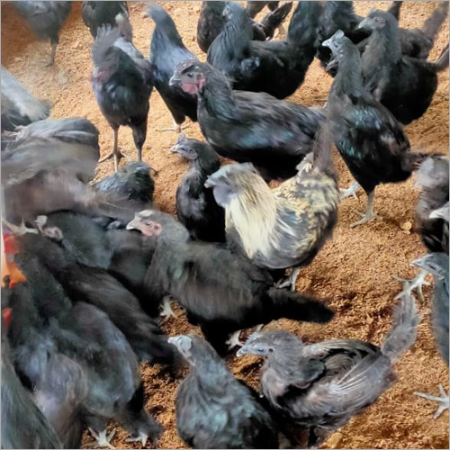 Original Farm Kadaknath Chicken Gender: Male