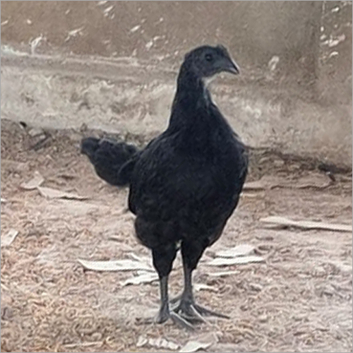 Pure Kadaknath Chicken Gender: Female