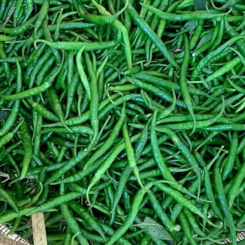 Green Chilli