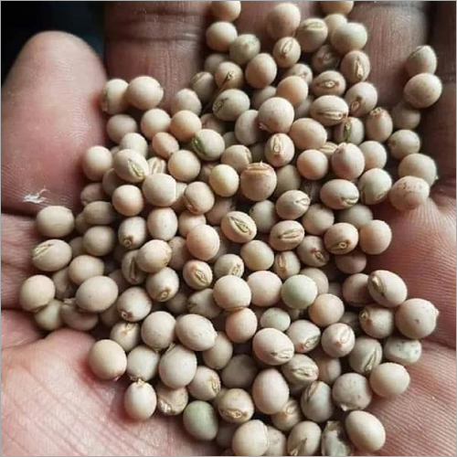 Fresh Soya Beans