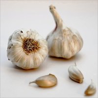 Fresh Garlic
