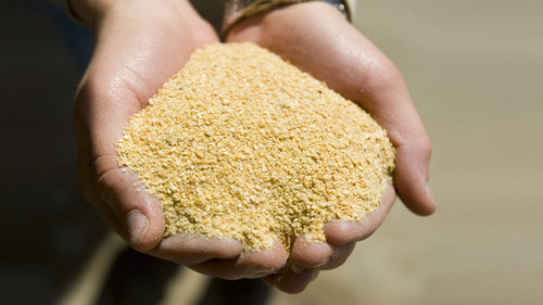 Soybean Meal By MINI CAM AGRO COMPANY LIMITED
