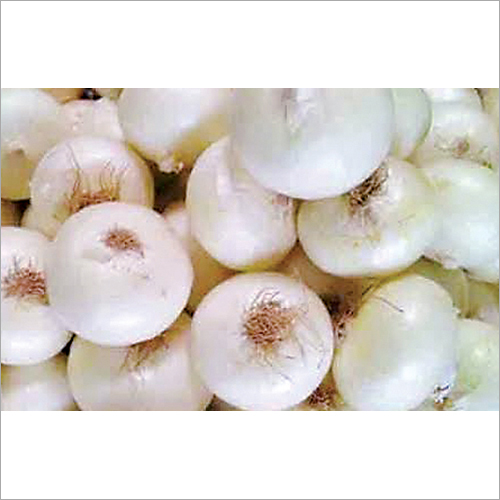 White Onions By MINI CAM AGRO COMPANY LIMITED