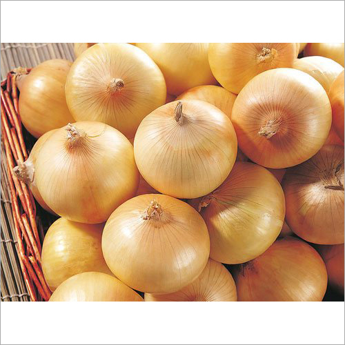 Yellow Onions By MINI CAM AGRO COMPANY LIMITED