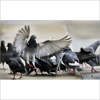 Pigeon Repellent Coating Services