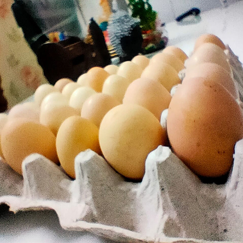 Poultry Egg