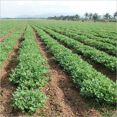 Groundnut Farming
