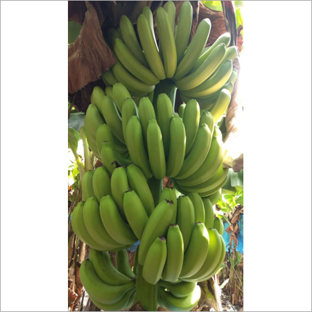 Export Quality Banana