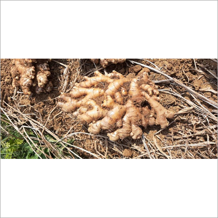 Organic Ginger