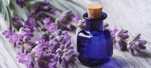 Lavender Essential Oil