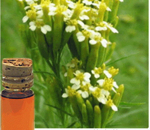 Tagetes Minuta Oil