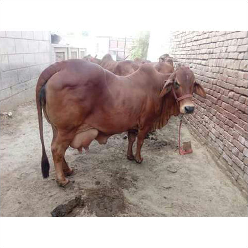 Brown Pure Sahiwal Cow