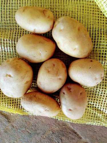 FRESH POTATO