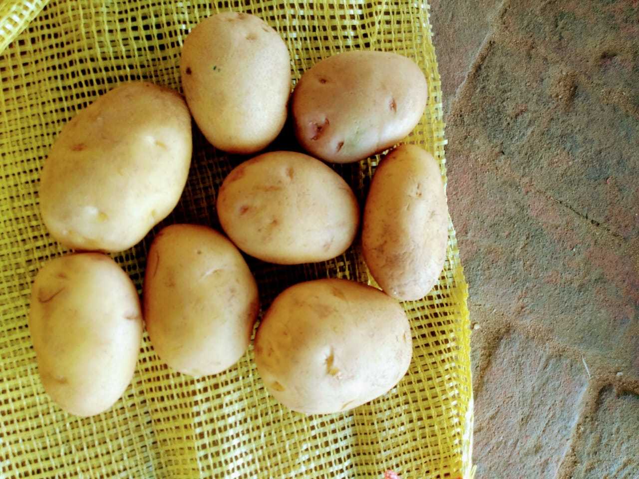 FRESH POTATO
