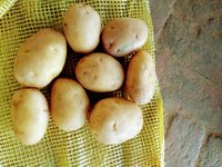 FRESH POTATO