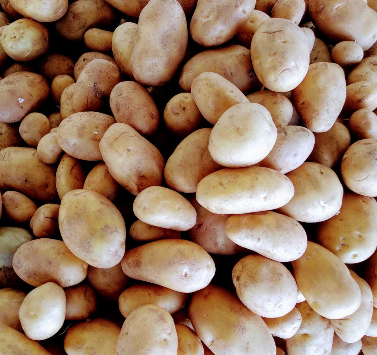 FRESH POTATO