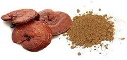 Ganoderma Extract