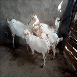 Barbari Goat By JAY MAA BHAWANI GOAT FARM