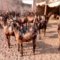 Eid Wale Goat