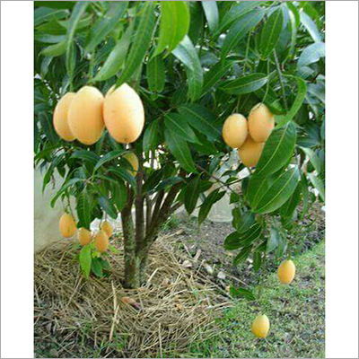 Orange Alphonso Mango Plant