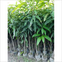 Himsagar Amrapali Mango Plant