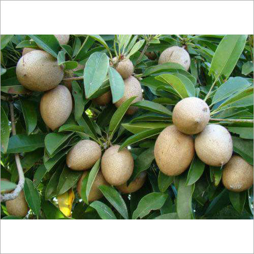 Kala Patti Chiku Fruit Plant