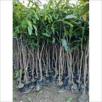 Green Himsagar Mango Plant