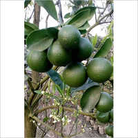 Green Mosambi Plant