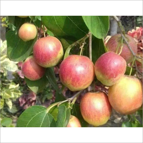 Seedless Apple Ber Plant